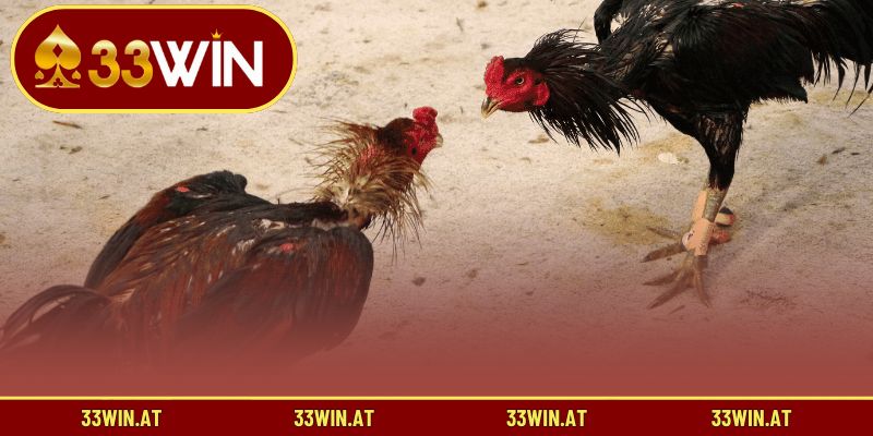 Bí quyết chọn gà hợp ngày đá và vận mệnh của chủ kê