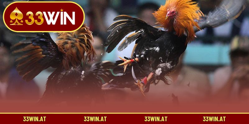 Các thể loại đá gà hấp dẫn đang diễn ra ở Campuchia