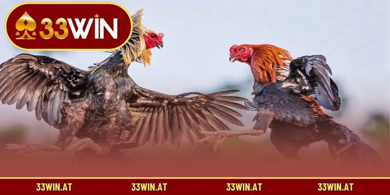 Điểm khác biệt khiến các trận đá gà trực tiếp được yêu thích