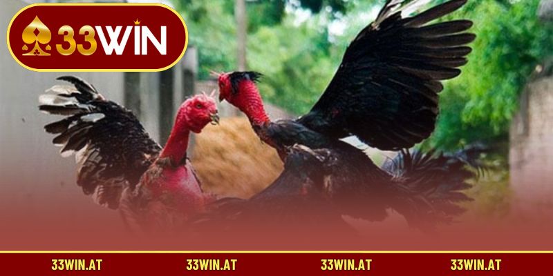 Điểm khác biệt tạo nên sức hút của đá gà truyền thống