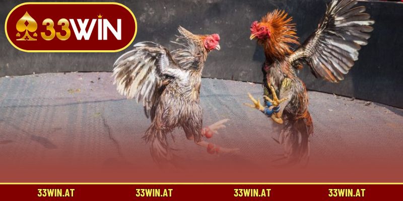 Hành trình ra đời và nét đẹp tinh thần trong đá gà