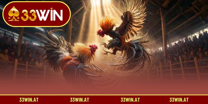 Hướng dẫn chăm sóc và chọn giống gà chuẩn lối truyền thống