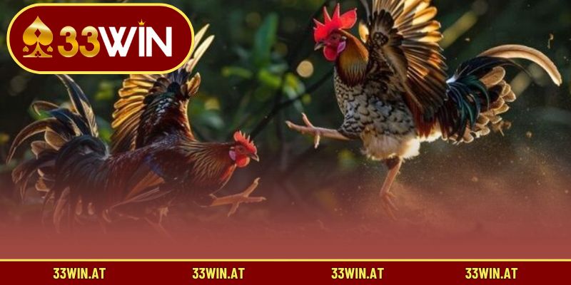 Khám phá sức mạnh thực chiến ấn tượng của gà Mỹ