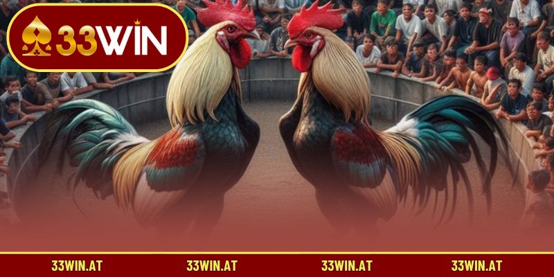 Khám phá ý nghĩa phong thủy của màu mạng trong đá gà