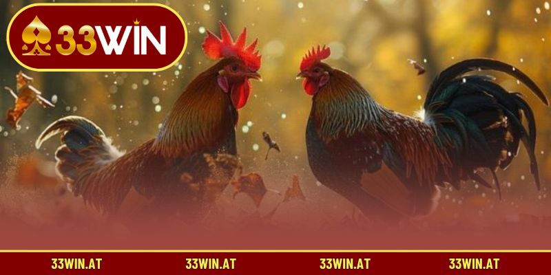 Kinh nghiệm nuôi gà Mỹ để luôn giữ thể lực tốt