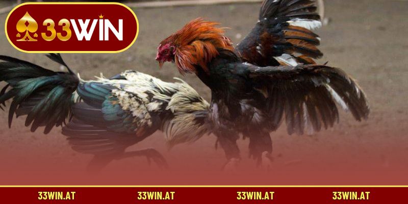 Lý do nên theo dõi đá gà Thomo trực tuyến tại 33WIN