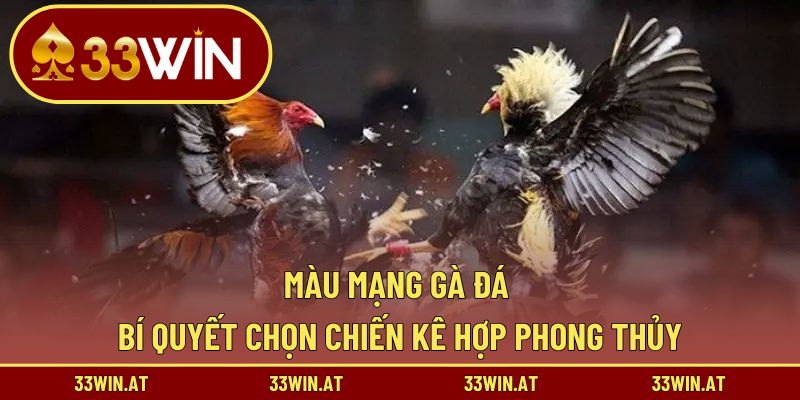 Màu mạng gà đá