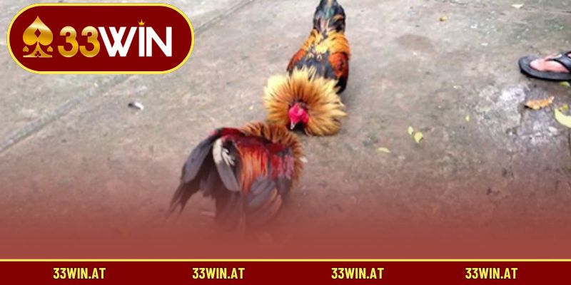 Phân loại màu mạng gà dựa trên quy luật ngũ hành