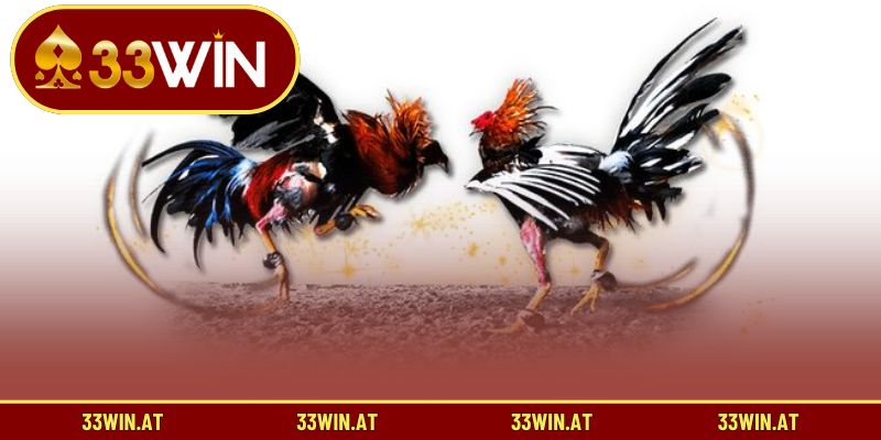 Tìm hiểu về trường gà Thomo biểu tượng của đam mê và nghệ thuật