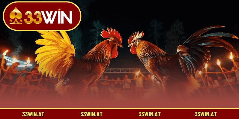 Toàn cảnh mô hình phát sóng trực tiếp đá gà tại Campuchia