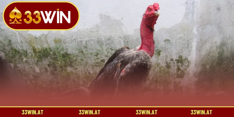 Tổng quan chuyên mục đá gà hấp dẫn tại 33WIN