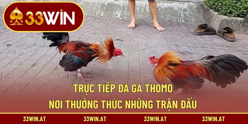 trực tiếp đá gà thomo
