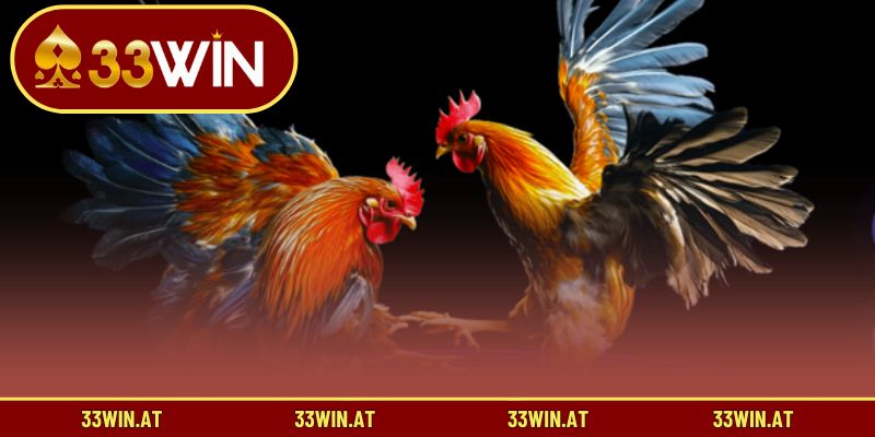 Vì sao nên xem đá gà Campuchia trực tiếp qua 33WIN