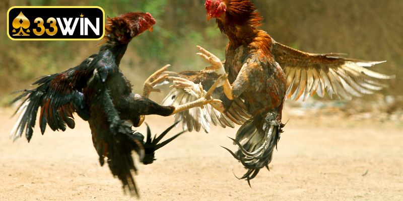 Bí kíp chiến thắng tại sân chơi gà chọi