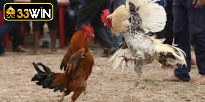 Bí kíp nuôi gà đá bo lớn