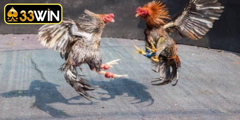 Các thể thức thi đấu gà phổ biến