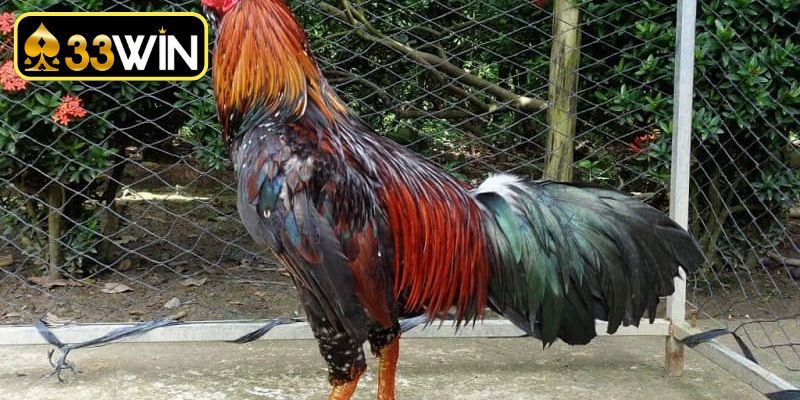 Cách xem cựa gà chọi chiến