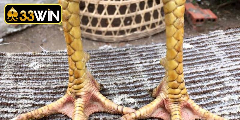 Cách xem vảy gà chọi độc