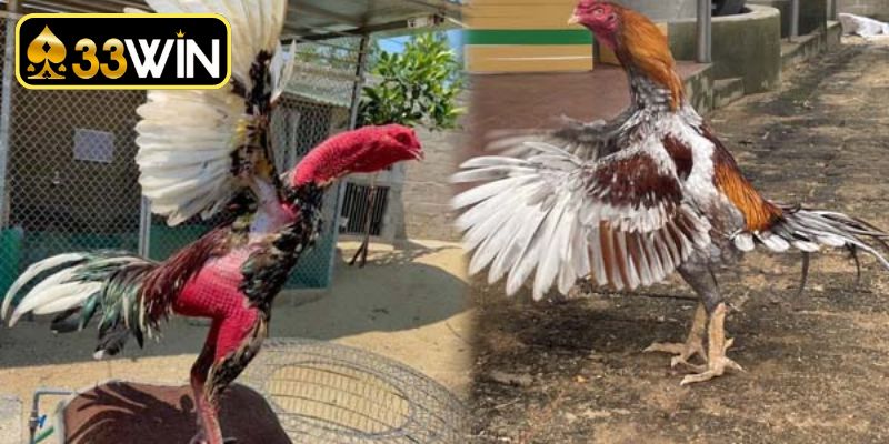 Chăm sóc thực đơn khoa học giúp gà tăng lực