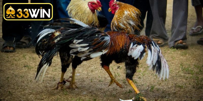 Đá gà cựa dao Philippines