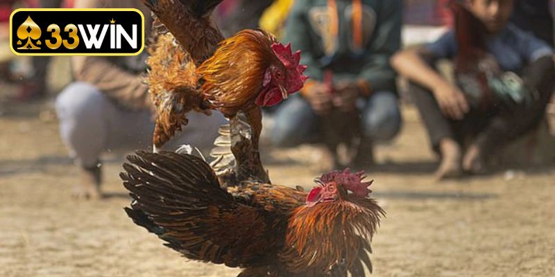 Đá gà Thomo trực tiếp hôm nay