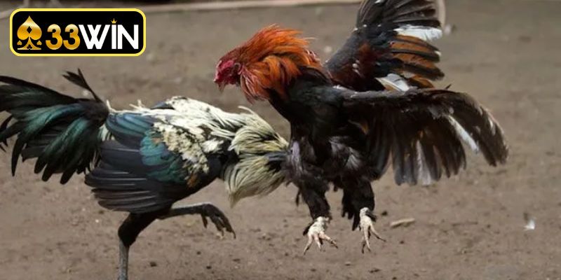 Đá gà trực tiếp 67 hôm nay