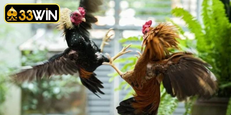 Hướng dẫn tham gia xem đá gà SV388 dễ dàng