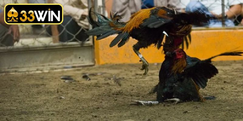 Khám phá các phương thức thi đấu kịch tính nhất