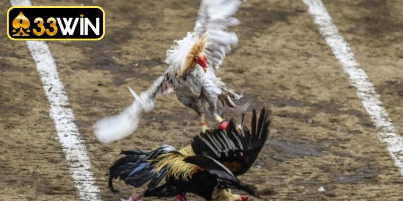 Kinh nghiệm chọn gà chọi hay