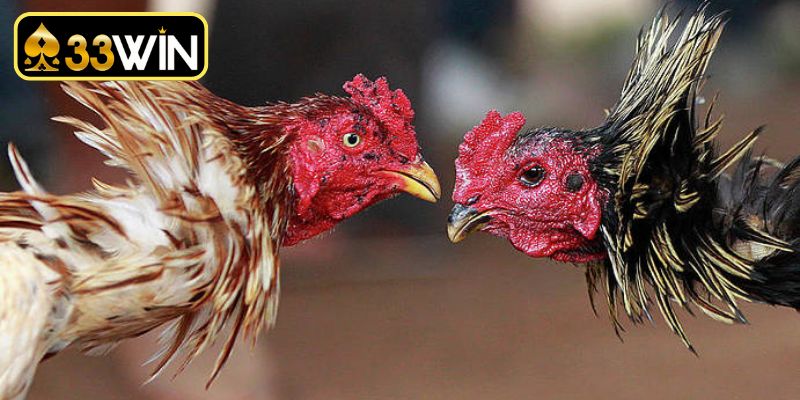 Kinh nghiệm theo dõi các trận gà SV388 hiệu quả