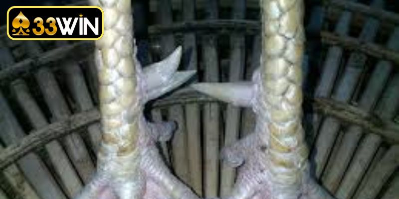 Kinh nghiệm thực tế nhận biết bộ chân gà chuẩn