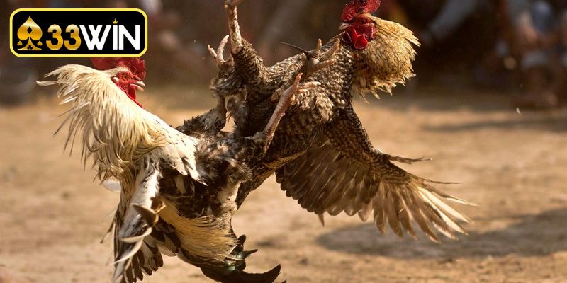 Kỹ thuật tuyển chọn giống thực hiện bí kíp nuôi gà đá bo lớn