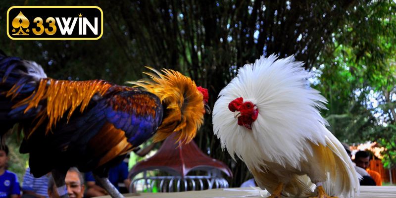 Lựa chọn địa chỉ giải trí an toàn tuyệt đối