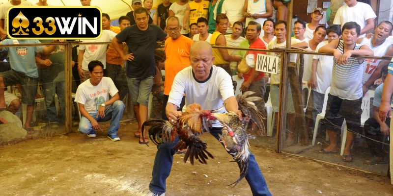 Màu mạng gà đá theo ngày
