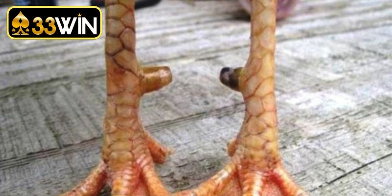 Những điều cần ghi nhớ khi xem chân gà
