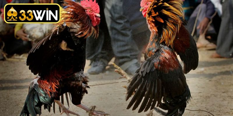 Những nguyên tắc cần nhớ khi xem màu mạng gà