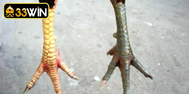 Phân loại các dáng cách xem vảy gà chọi độc