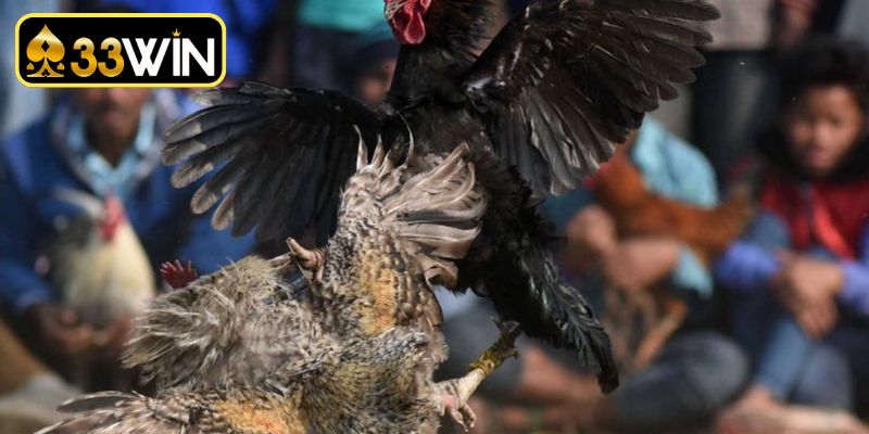 Phân tích chi tiết các bộ phận quan trọng trên cơ thể linh kê