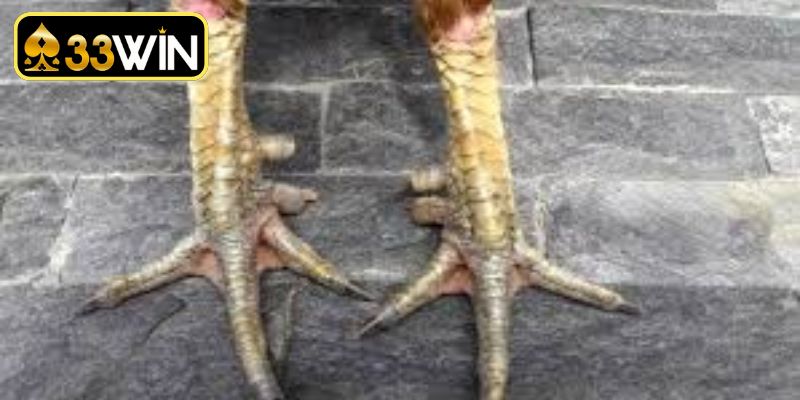 Phân tích tổng quan về cách xem cựa gà chọi chiến hiệu quả