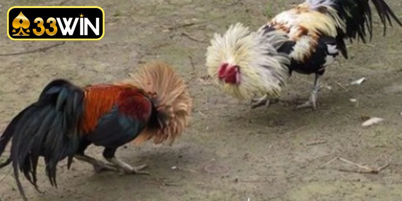 Phương pháp theo dõi trận đấu luôn thắng lợi