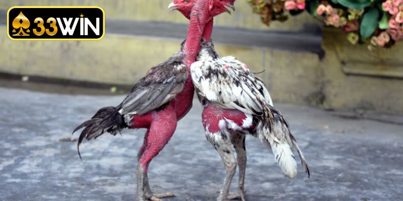 Quy trình thực hiện kiểm tra thực địa để đánh giá chiến kê