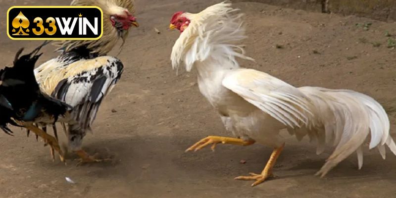 Rèn luyện thể chất nâng cao khả năng chiến đấu