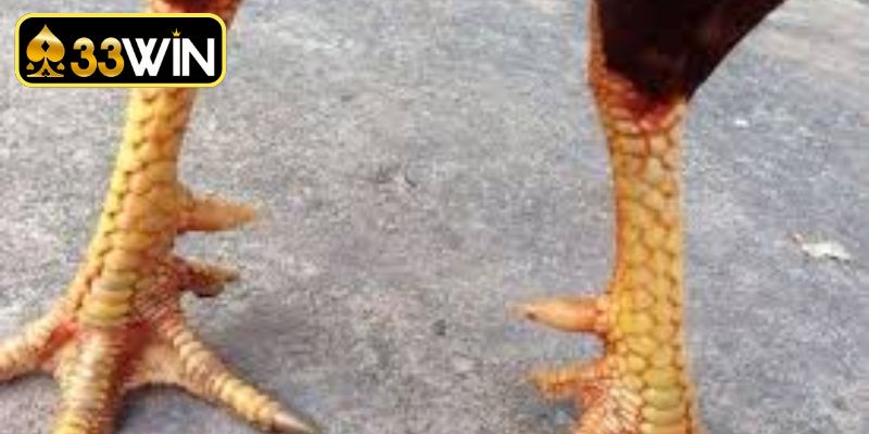 Tiêu chí vàng giúp nhận diện chiến kê chất lượng