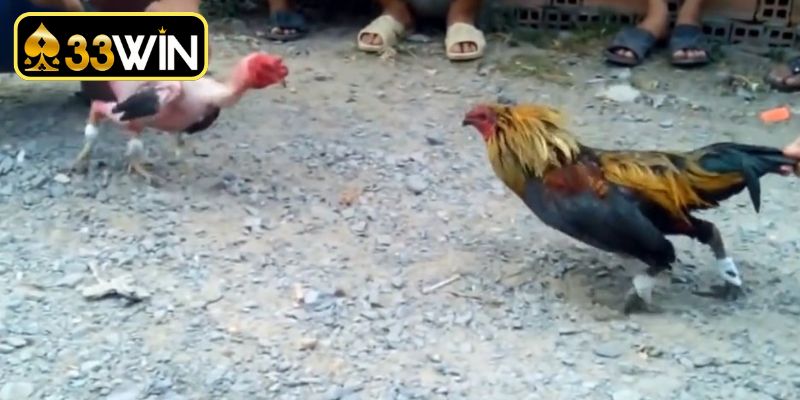 Tiêu chuẩn đánh giá kết quả chiến kê