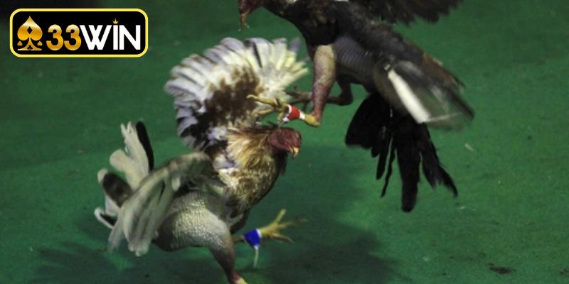 Tìm hiểu các quy tắc luật đá gà online cơ bản