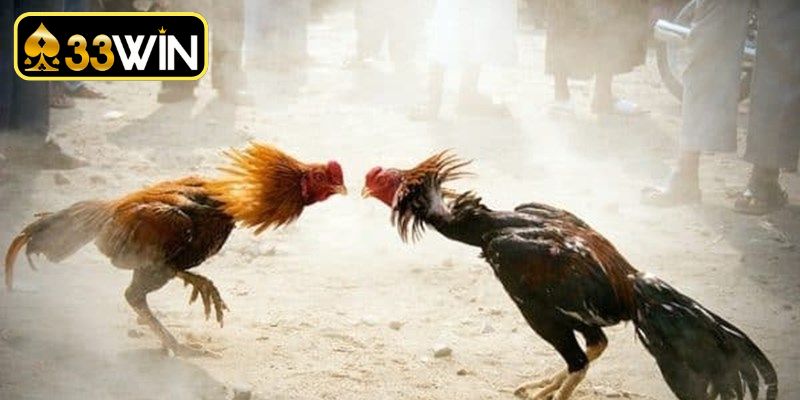 Tìm hiểu chi tiết về màu mạng gà đá theo ngày cơ bản