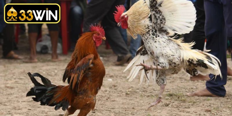 Tư vấn các phương pháp rèn luyện kinh nghiệm chọn gà chọi hay hiệu quả