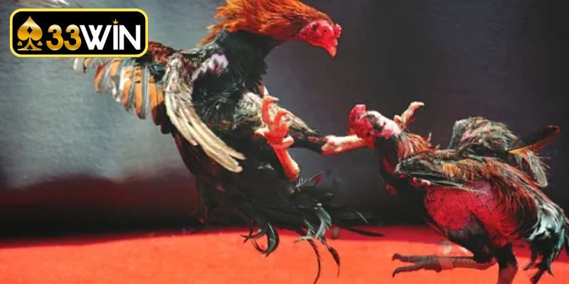 Xem đá gà Campuchia cựa sắt