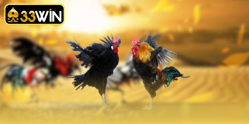 Xem trực tiếp đá gà SV388